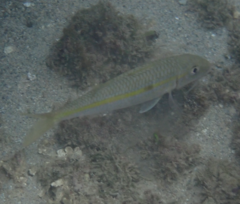 Mulloidichthys flavolineatus