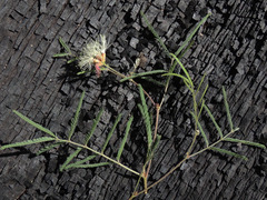 Calliandra humilis