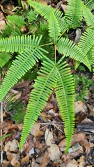 Dicranopteris linearis