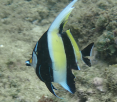 Zanclus cornutus