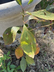 Sassafras albidum