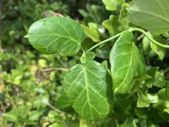 Cynanchum obtusifolium