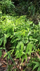 Dicranopteris linearis