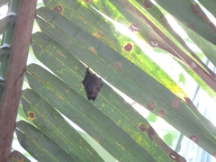 Cyttarops alecto