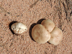 Calvatia rugosa