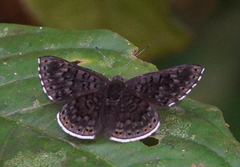 Exoplisia cadmeis