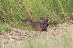 Rallus crepitans