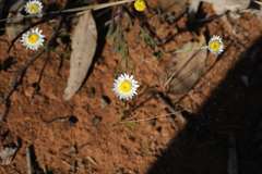 Hyalosperma cotula