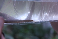 Synbranchus marmoratus