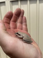 Litoria latopalmata