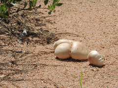 Calvatia rugosa