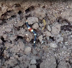 Micruroides euryxanthus