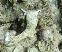 Plakobranchus ocellatus