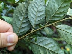 Maesa perlaria formosana