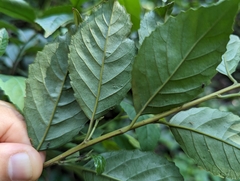 Maesa perlaria formosana