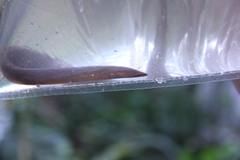 Synbranchus marmoratus