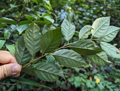 Maesa perlaria formosana