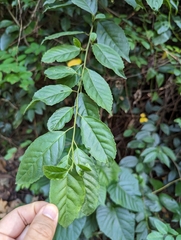 Maesa perlaria formosana