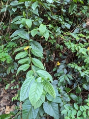 Maesa perlaria formosana