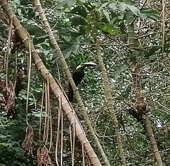 Selenidera spectabilis