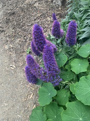 Echium candicans