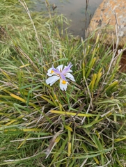 Dietes grandiflora