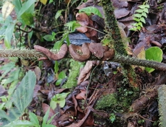 Bothriechis supraciliaris