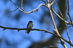Petrochelidon nigricans