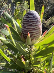 Leucadendron eucalyptifolium