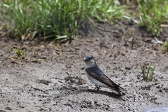 Petrochelidon nigricans