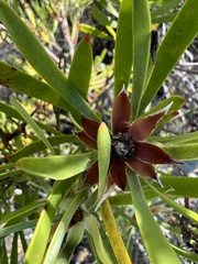 Leucadendron eucalyptifolium
