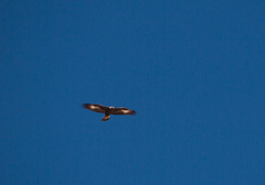 Aquila chrysaetos daphanea