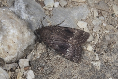 Amphipyra pyramidea