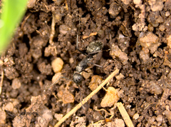 Camponotus termitarius