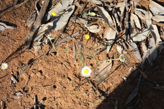Hyalosperma cotula