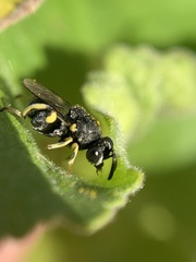 Chalcididae