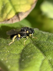 Chalcididae
