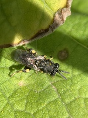 Chalcididae