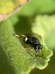 Chalcididae