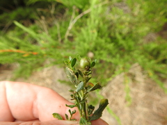 Rhopalomyia californica