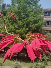 Euphorbia pulcherrima