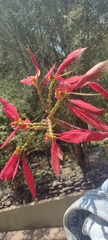 Euphorbia pulcherrima