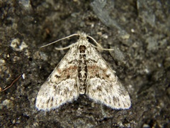 Paragona cleorides