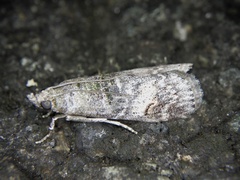 Nephopterix intercisella