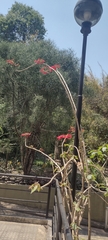 Euphorbia pulcherrima
