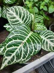 Fittonia albivenis