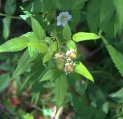 Rubus rosifolius