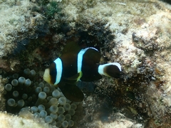 Amphiprion akindynos