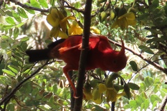 Drepanis coccinea