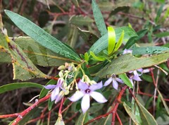 Billardiera cymosa